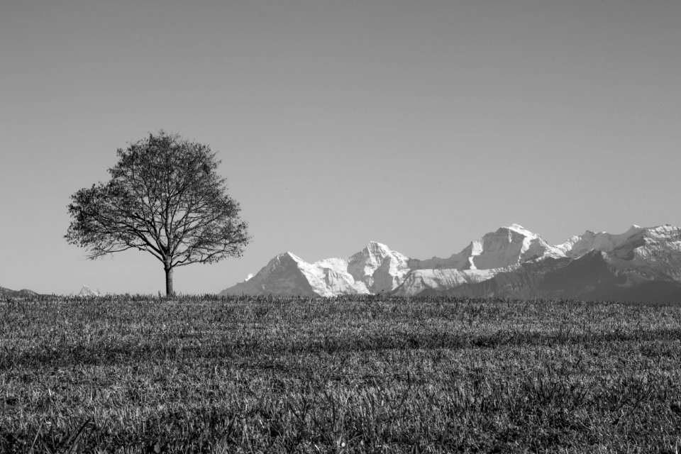 Switzerl, Mountains, Tree