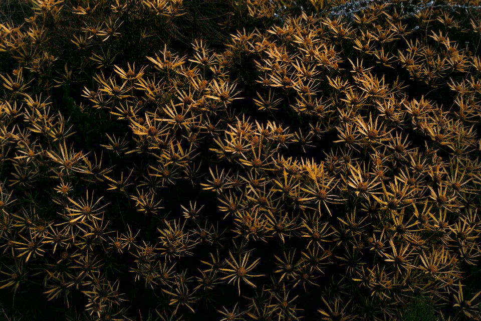 Mountainflower, Fynbos, Yellow