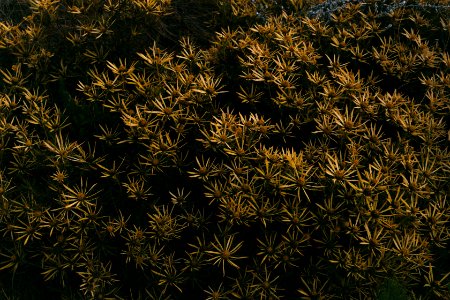 Mountainflower, Fynbos, Yellow