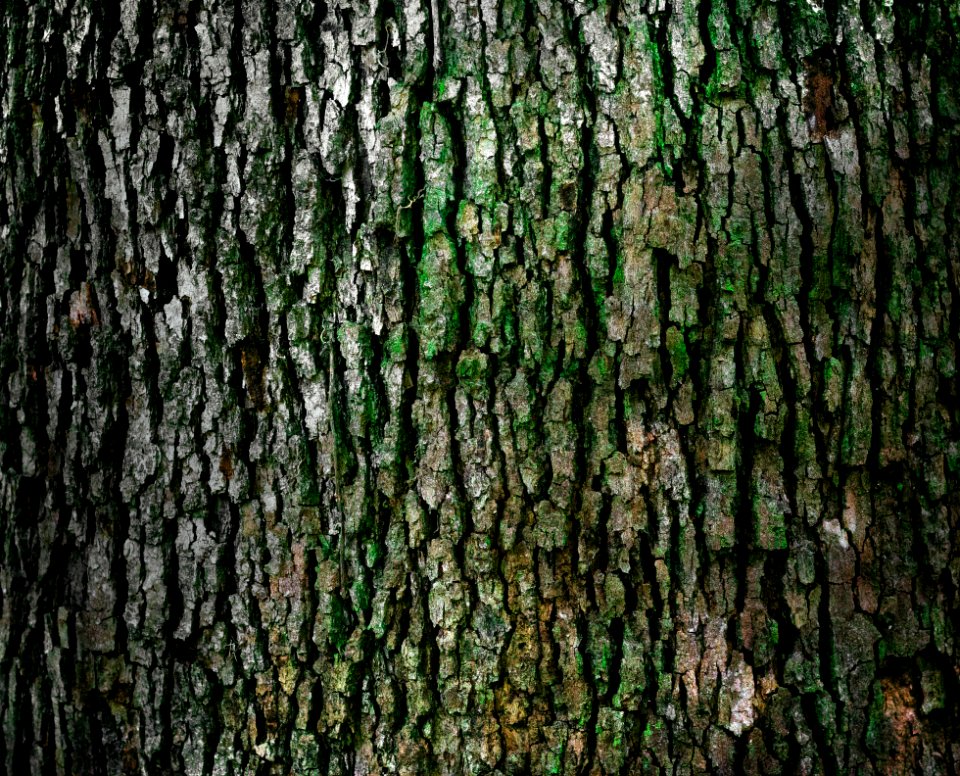 closeup photo of log