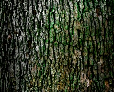 closeup photo of log