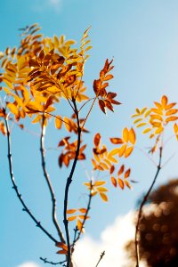 shallow focus photography of orange leaves