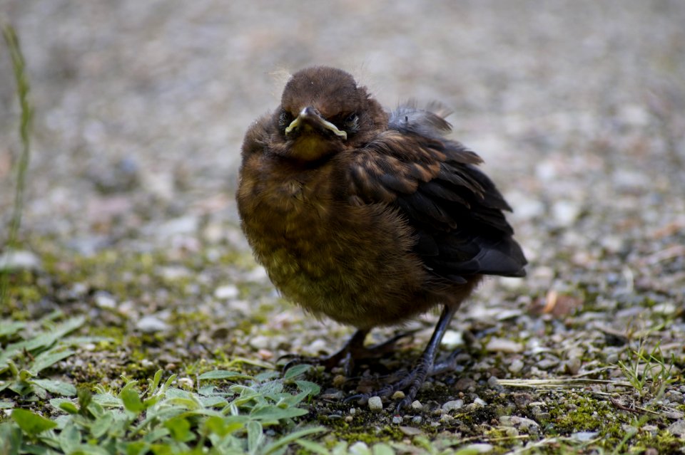 Bismark, Germany, Chick