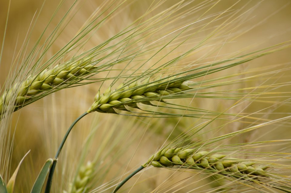 Trier, Germany, Field