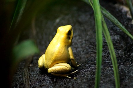 yellow frog photo