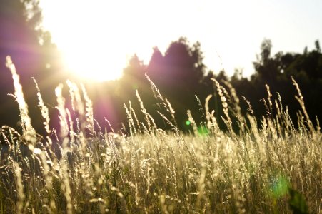 depth of field photo of grass field