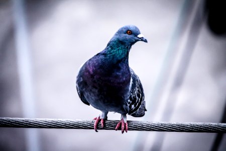 pigeon perching on wire photo