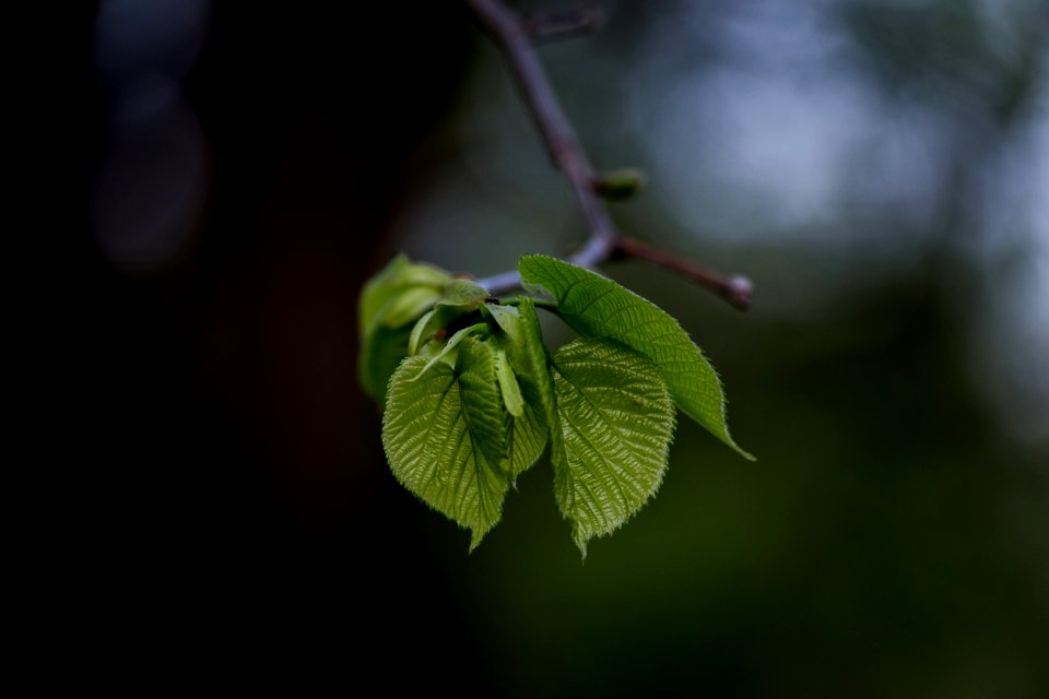selective focus photography of tree leaves