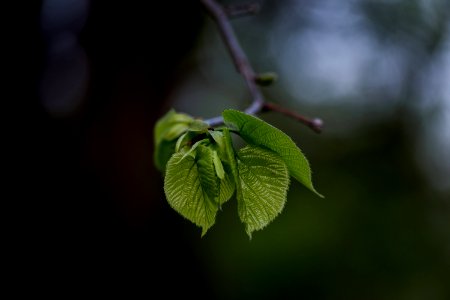 selective focus photography of tree leaves photo