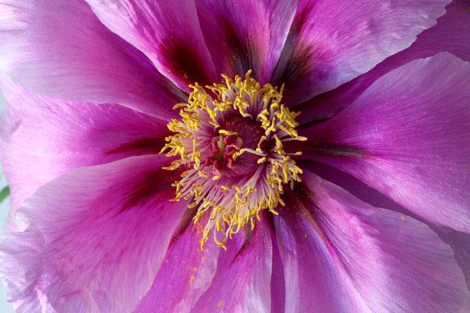 Nature spring blossom