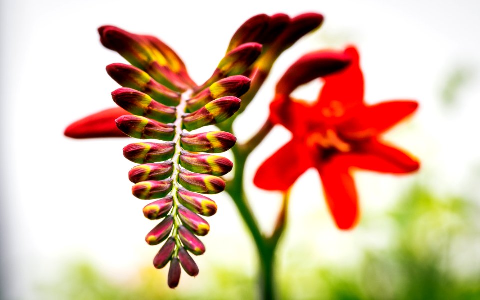 Red, Flower