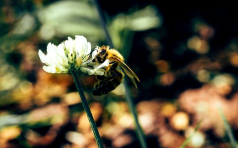Flower, Bee