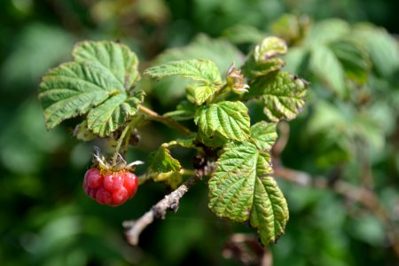 Raspberry, Fruit, Berries