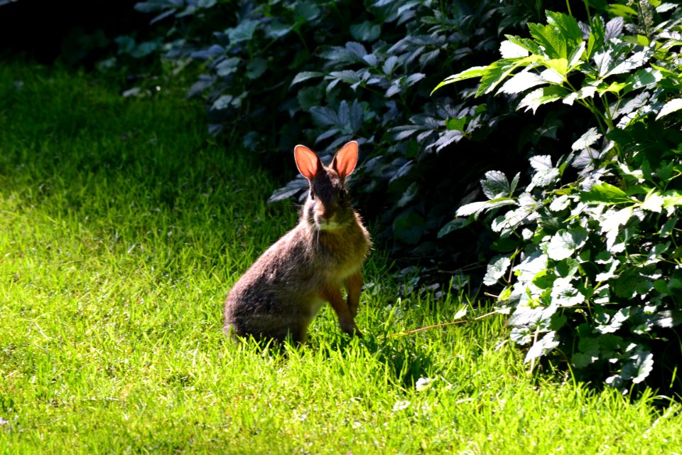 Wildlife, Animals, Rabbit