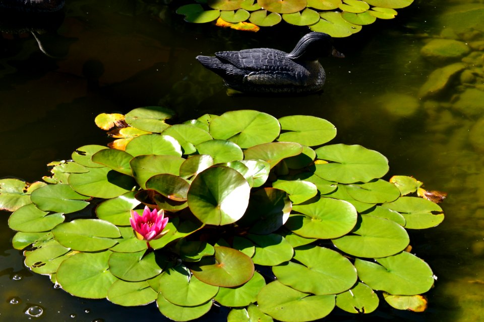 Water, Lilypad