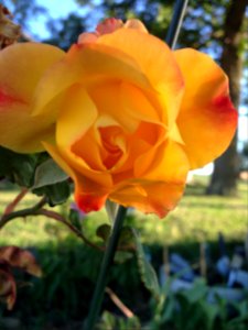 Rose, Garden photo