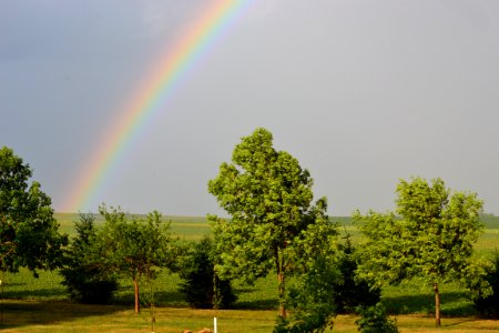 Summer, Garden, Rain