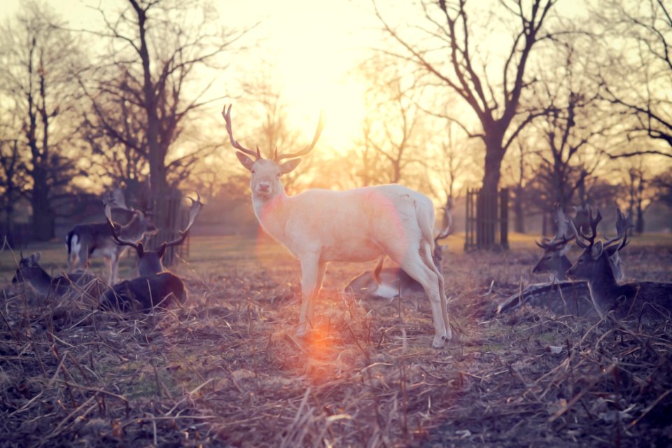 deer standing in middle of group photo