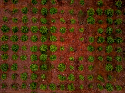 aligned vegetable plats