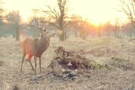 photo of brown deer photo