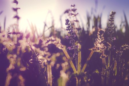 silhouette of flowers photo