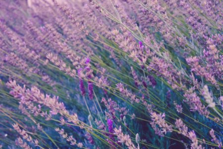 field of lavender plants photo
