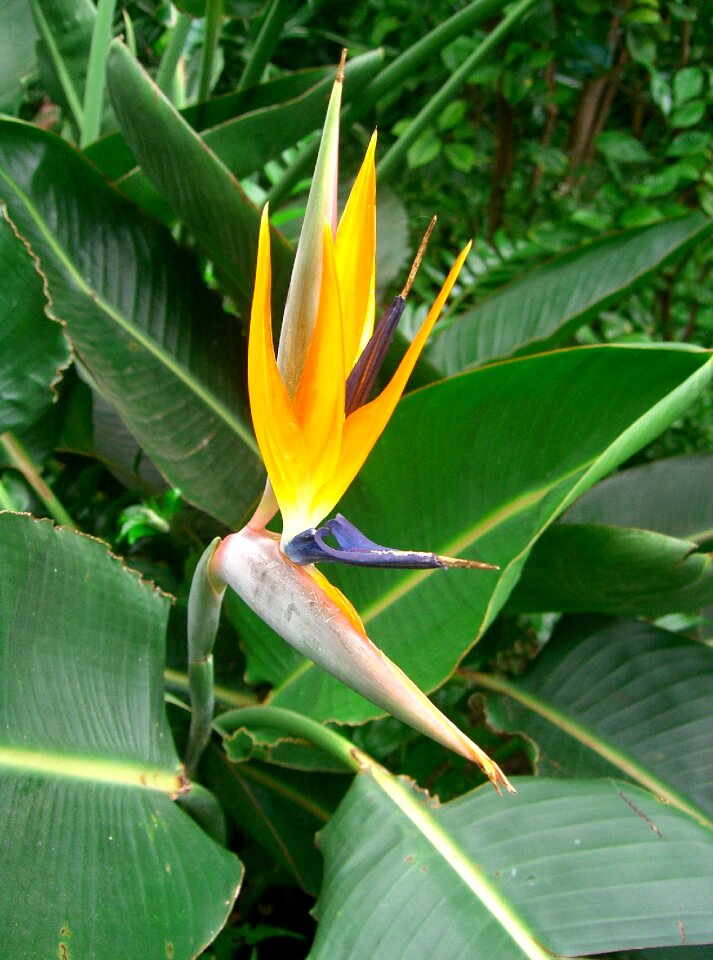Floral exotic garden