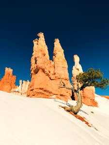 low angle photo of brown cliff and tree photo