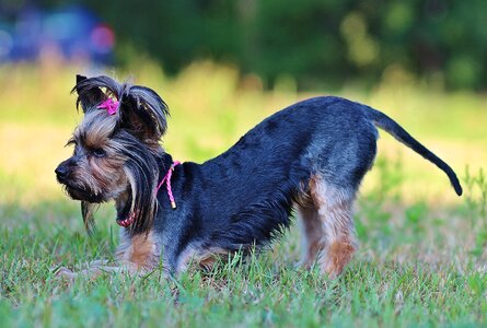 Bow dog field