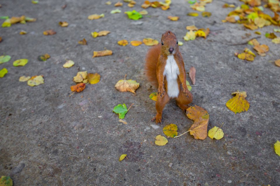 brown squirrel on pavement photo