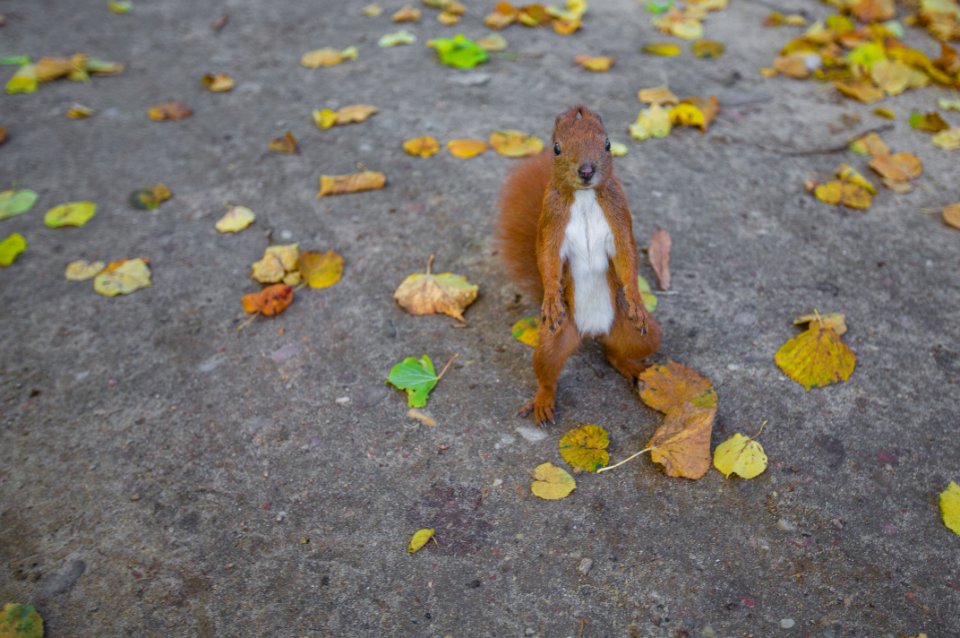 brown squirrel on pavement