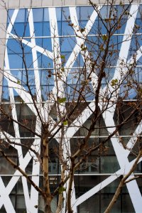 Branch, Modern, Abstract