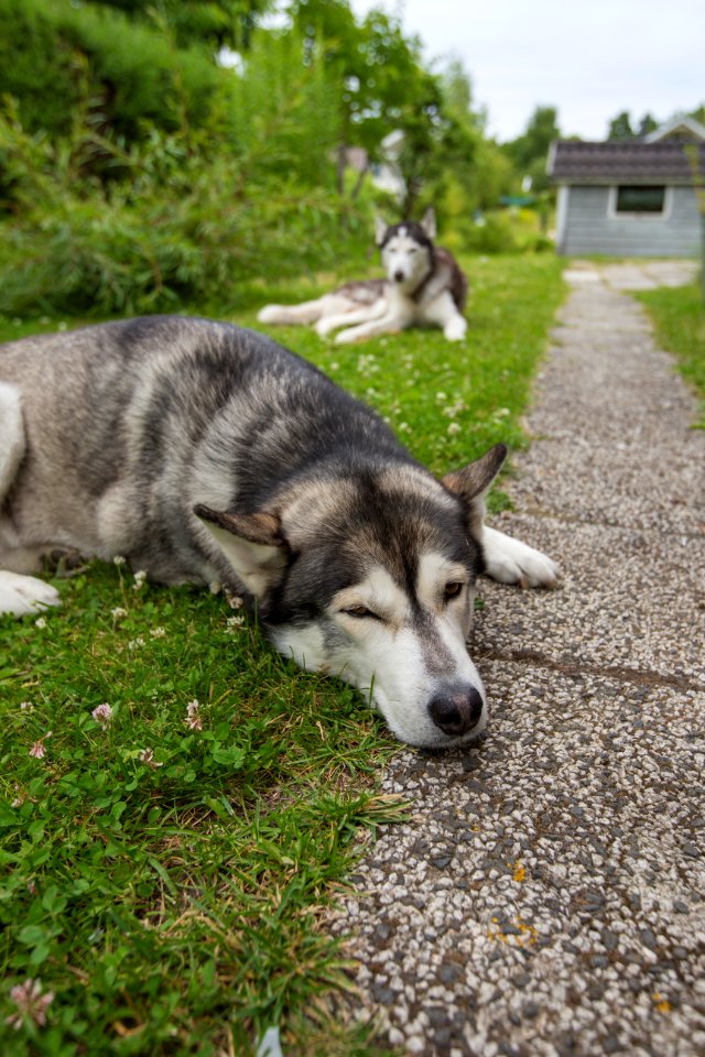 Dog on th grass, Watching dog, Puppy
