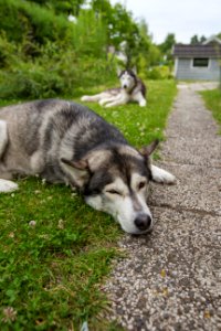 Dog on th grass, Watching dog, Puppy