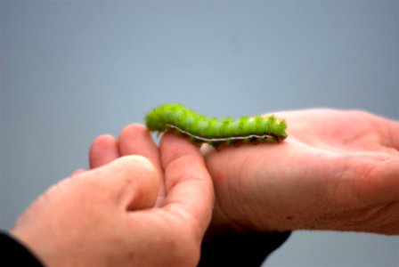 green caterpillar on person's hands photo