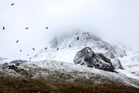 birds flying in the sky above snow covered mountain photo