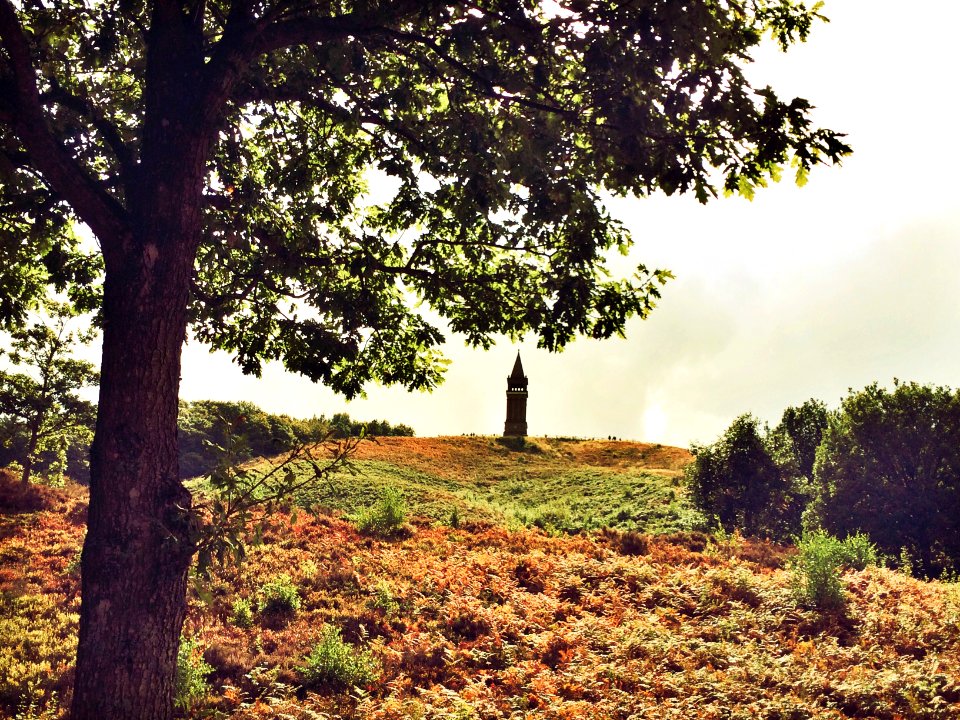 Woods, Tower, Spire