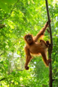 Monkey, Forest, Jungle