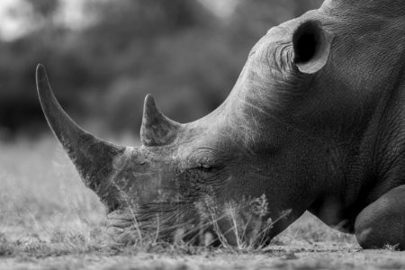 Hlane national park, Swazil, Rhino hlane swazil