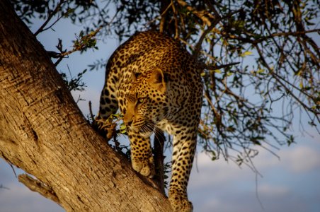 Jaguar on tree during day photo