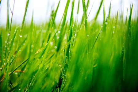 green grass in close up photography photo