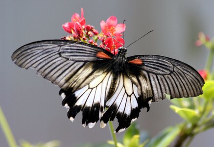 Black white insect photo