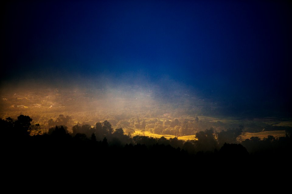 silhouette photography of trees