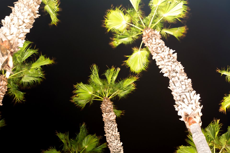 Imperial beach, United states, Nature