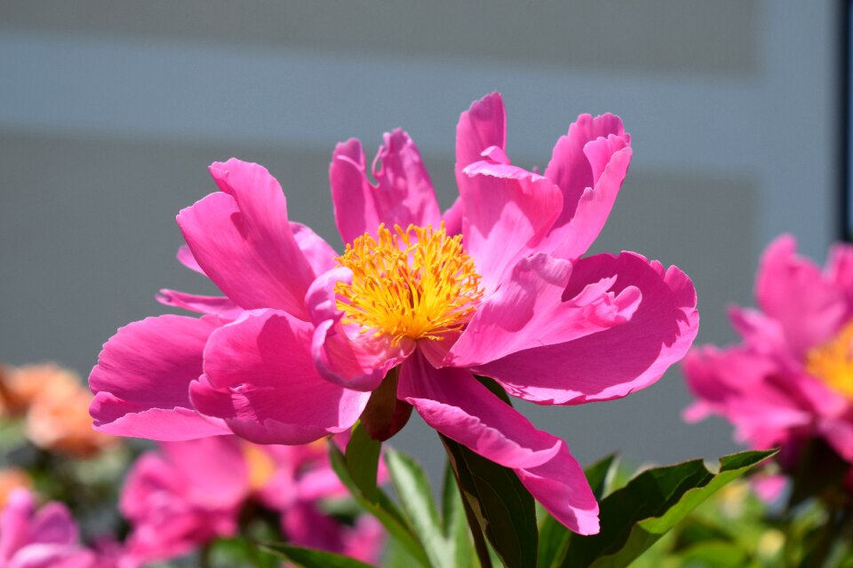 Plant nature spring