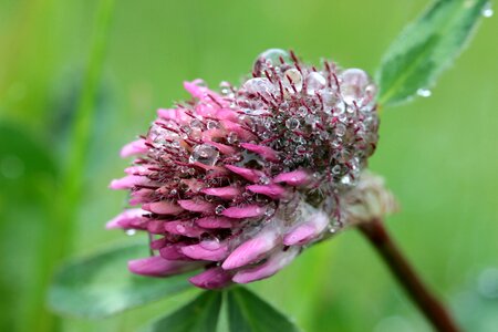 Onset clover blossom trifolium pratense pointed flower photo