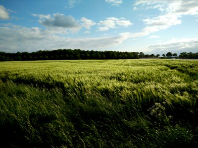 Field, Agriculture, Nature photo