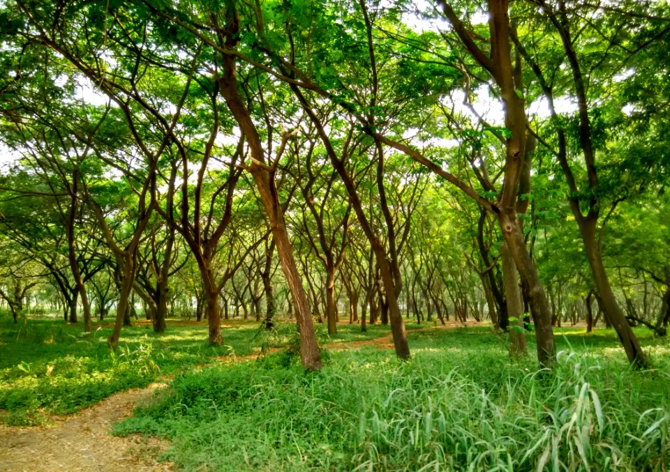 Aarey milk colony, Mumbai, India