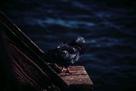Santa cruz, United states, Pigeon