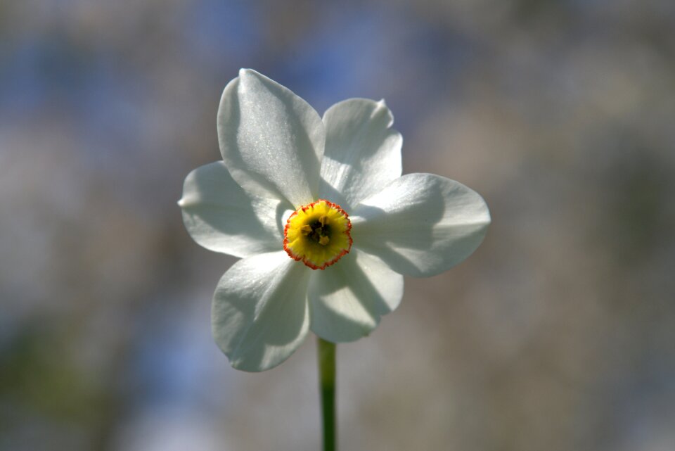 Nature flowering plant